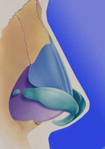 la rhinoplastie