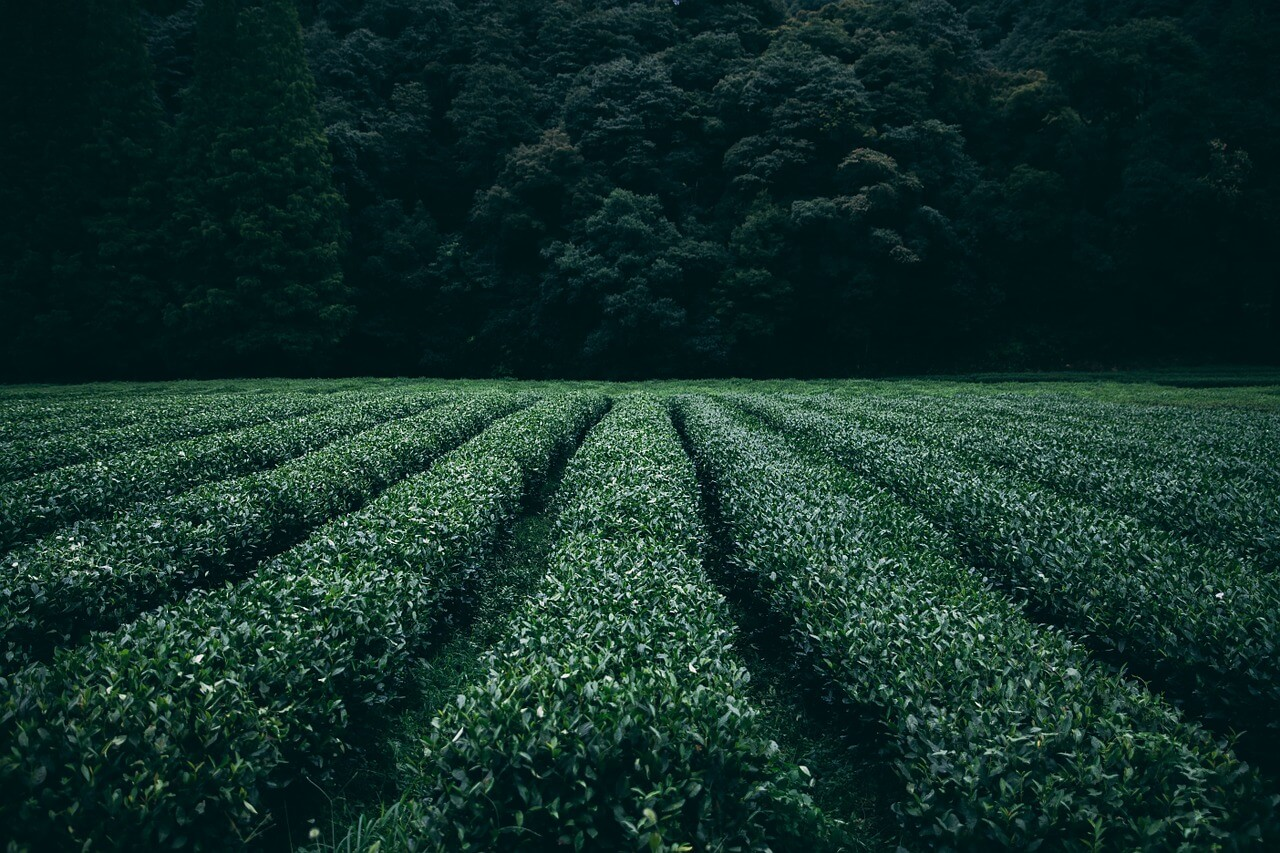 thé puerh